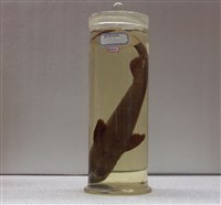 藏品(黑鮫)的圖片